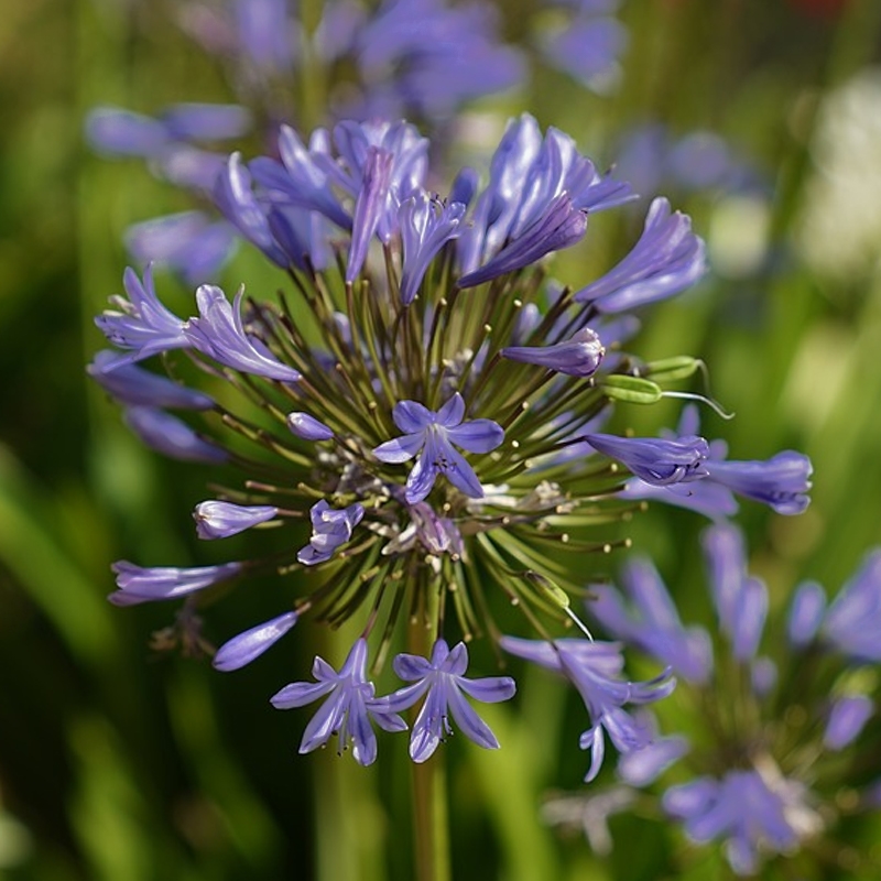 Ellamae Agapanthus Bulb