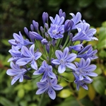 Stardust Sky Agapanthus Bulb