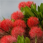 Blood Lily