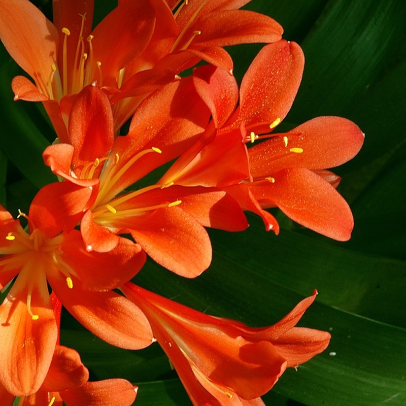 Red Clivia Bulb