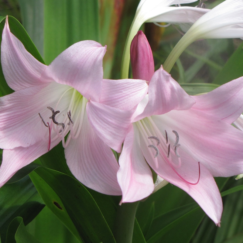 Cecil Houdyshel Crinum