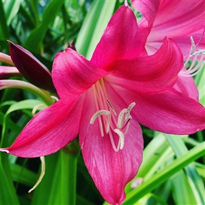 Ellen Bosanquet Crinum