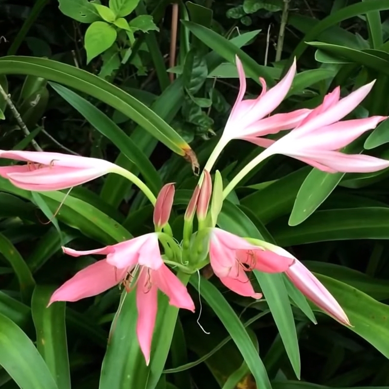 Lester Hannibal Crinum Bulb