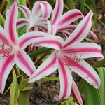 Ruby Stars Crinum