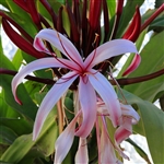 Submersum Crinum Bulb