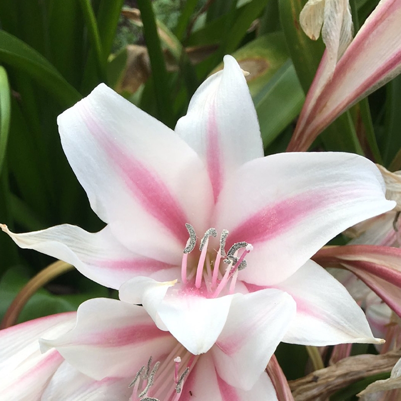 Wine On Pink Crinum