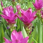 Curcuma roscoeana Ginger