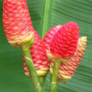 Red Pine Cone Ginger