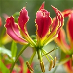 Gloriosa Lily