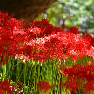 Hurricane Lily Bulbs