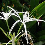 Advance Hymenocallis