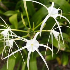 Riparia Hymenocallis