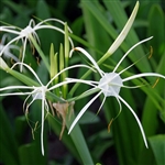 Tropical Giant Hymenocallis