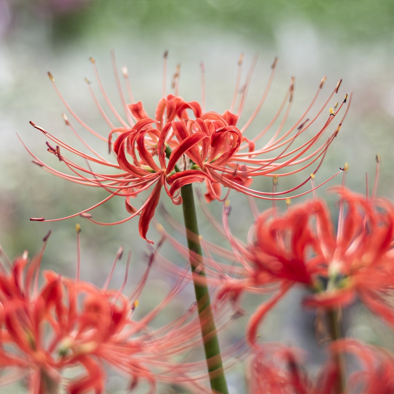 Lycoris Bulbs