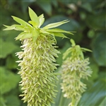 Pineapple Lily Bulb