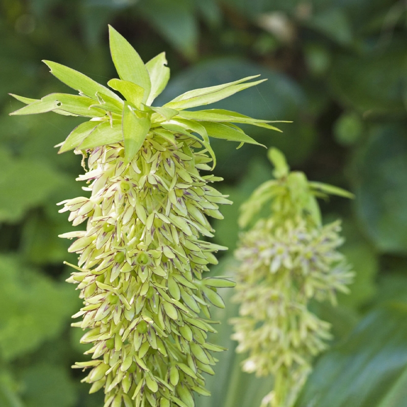 Pineapple Lily Bulb