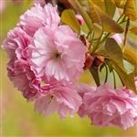 Kwanzan Flowering Cherry Tree