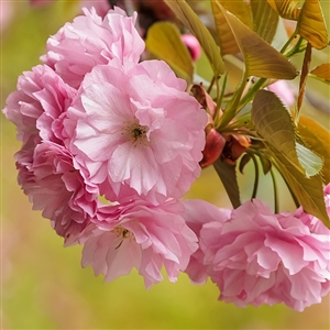 Kwanzan Flowering Cherry Tree - 8-10ft tall (This Size May Be Pruned Up To 1/3 Prior to Ship)