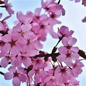 Okame Flowering Cherry Tree