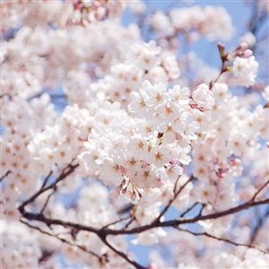 Yoshino Flowering Cherry Tree