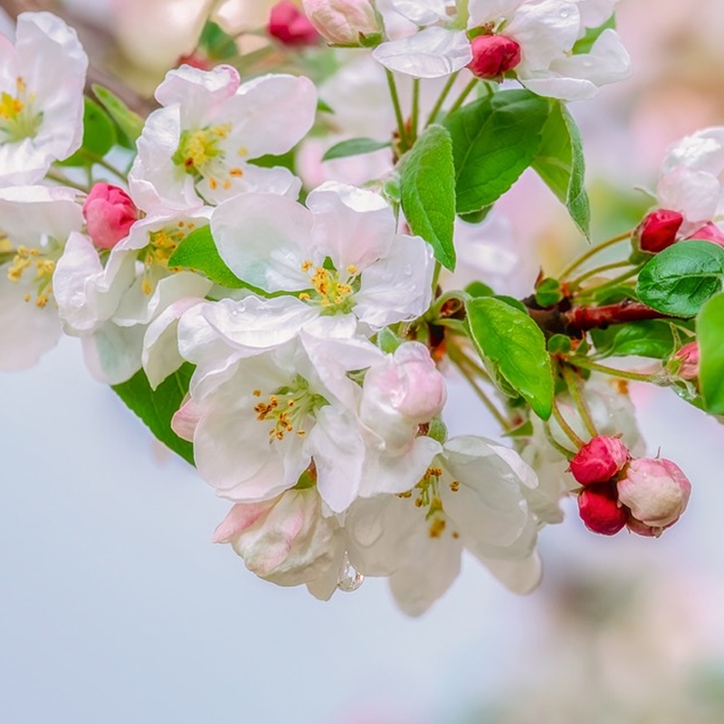 Klehm's Bechtel Flowering Crabapple Tree