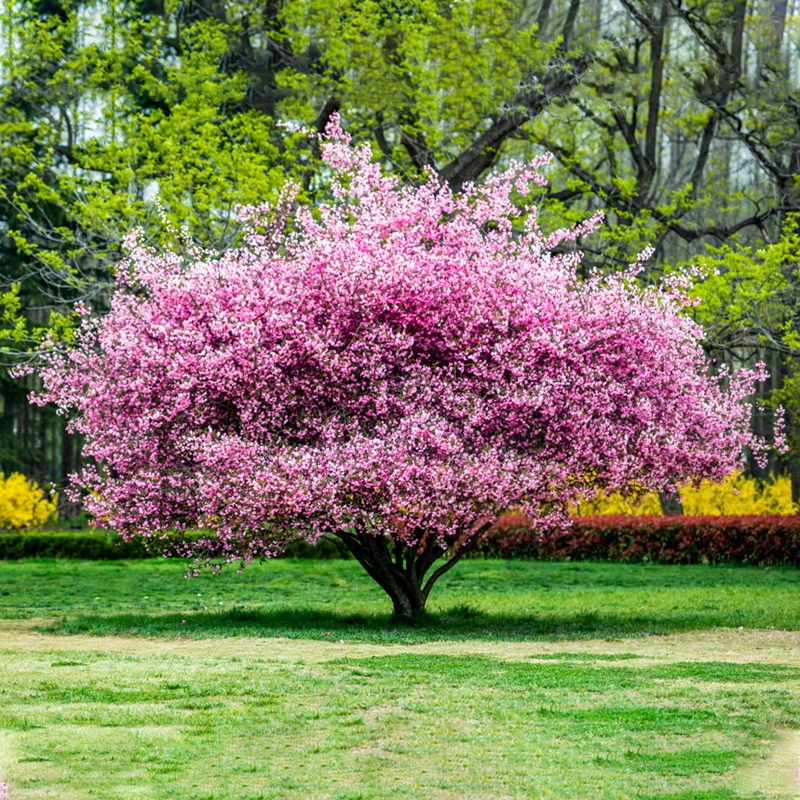 Pink Perfection Flowering Crabapple Tree
