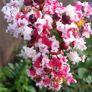 Dwarf Peppermint Crape Myrtle