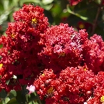 Dynamite Crape Myrtle