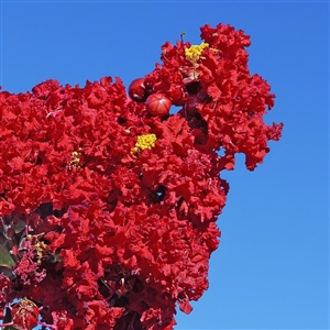 Red Rocket Crape Myrtle