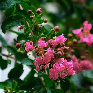 Biloxi Crape Myrtle Tree