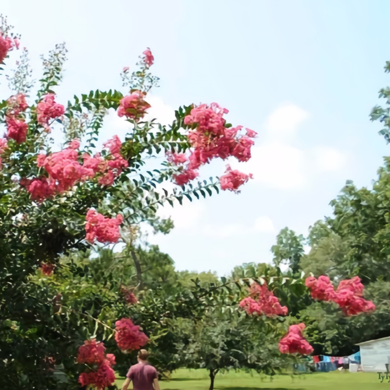 Miami Crape Myrtle