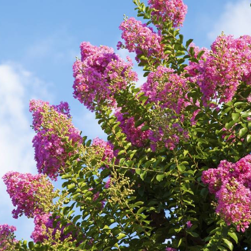 Sioux Crape Myrtle