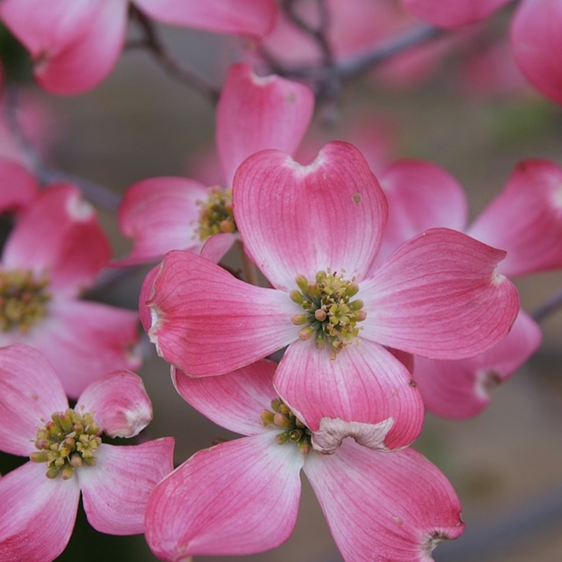 Pink Dogwood Tree