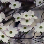 My Choice White Dogwood Tree