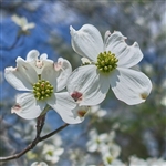 Weaver Select White Dogwood Tree