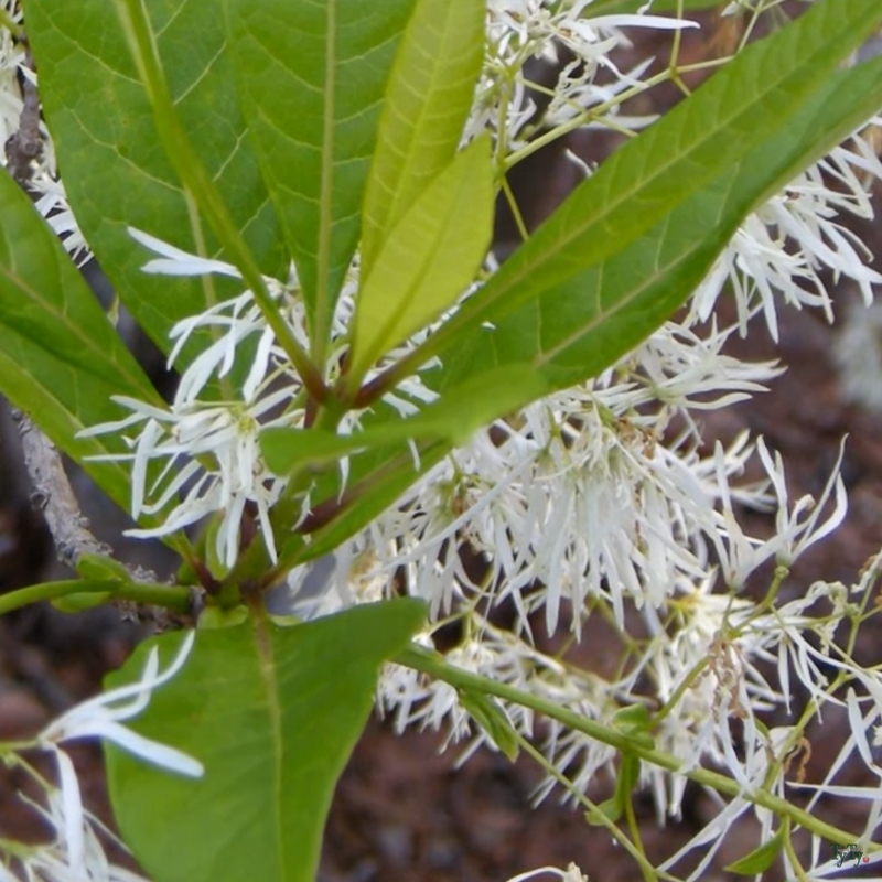 Grancy Greybeard Tree