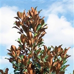 Magnolia grandiflora 'Bracken's Brown Beauty'