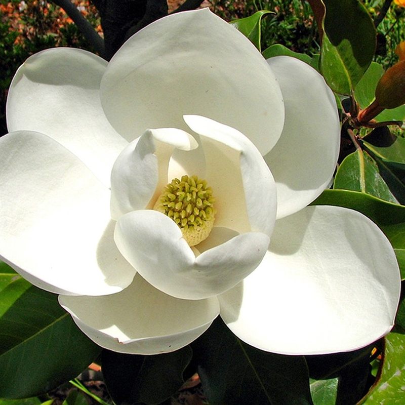 Magnolia grandiflora 'Little Gem'