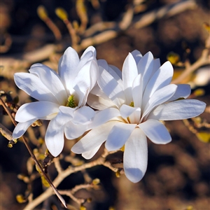 Leonard Messel Japanese Magnolia Tree