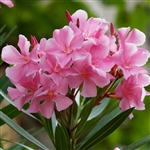 Pink Oleander