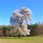 Aristocrat Flowering Pear Tree