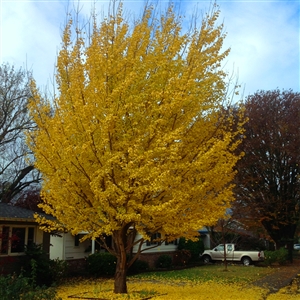 Autumn Blaze Flowering Pear Tree