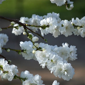 Bradford Flowering Pear Tree