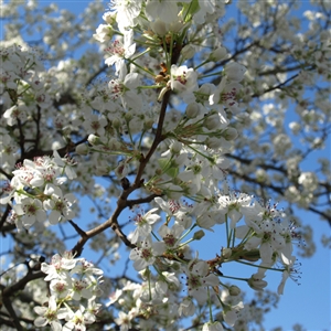 Cleveland Select Flowering Pear Tree