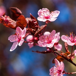 Thundercloud Flowering Plum Tree