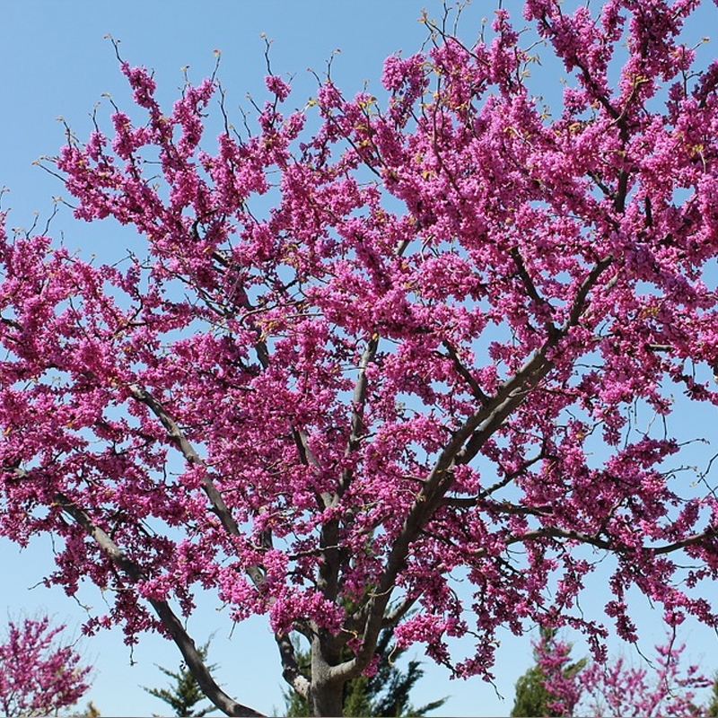 Eastern Redbud Tree