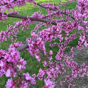 Buy Oklahoma Redbud Trees