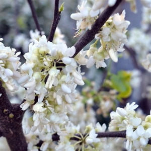 Texas White Redbud Tree