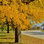 Thornless Honeylocust Tree