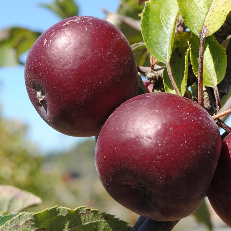 Arkansas Black Apple Tree